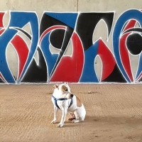 Xela_HMNI_Barcelona_Graffiti_Spraydaily_07